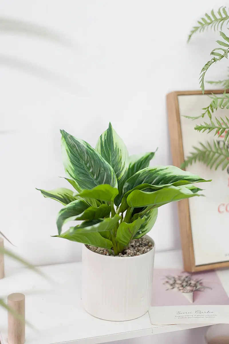 Chậu cây đuôi công cẩm thạch giả
