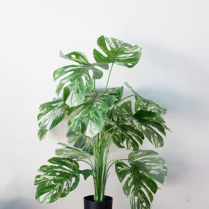 Chậu Cây Monstera Đột Biến Giả