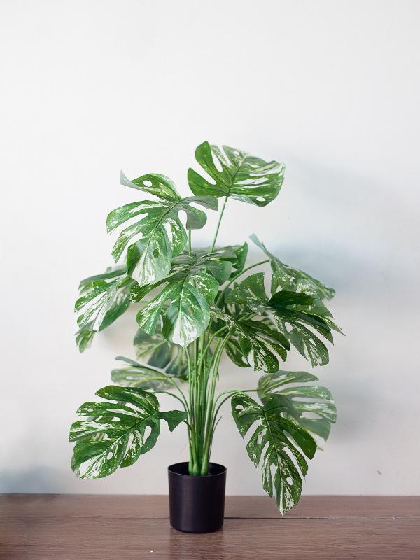 Chậu Cây Monstera Đột Biến Giả