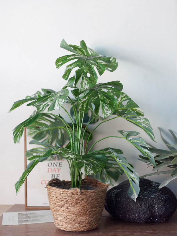 NC410 3 - Chậu Cây Monstera Đột Biến Giả NC410 3 - Chậu Cây Monstera Đột Biến Giả