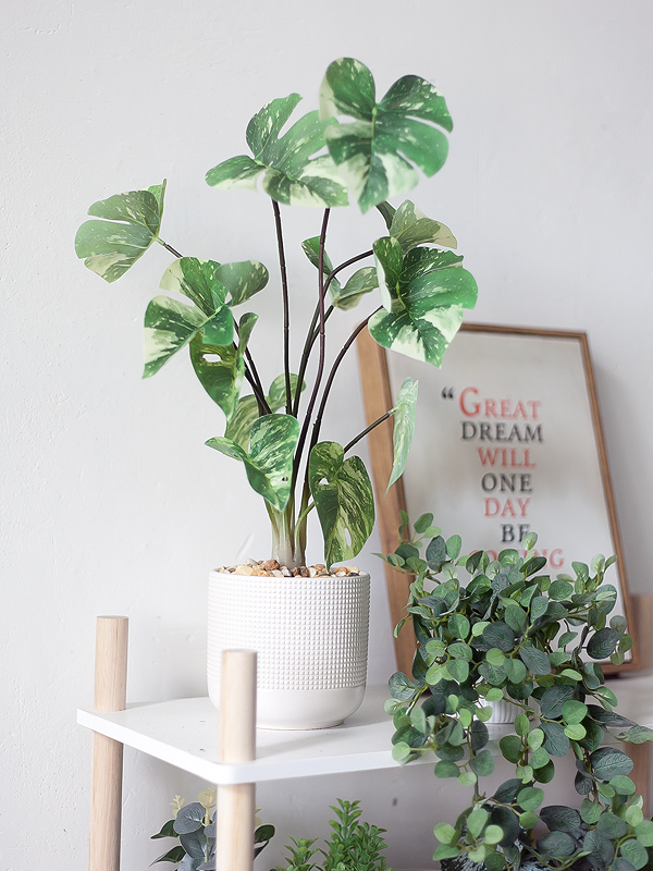Chậu cây Monstera Thai Constellation giả để bàn