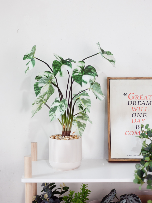 NC464 2 - Chậu cây monstera var albo giả để bàn