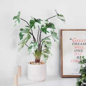 Chậu cây monstera var albo giả để bàn