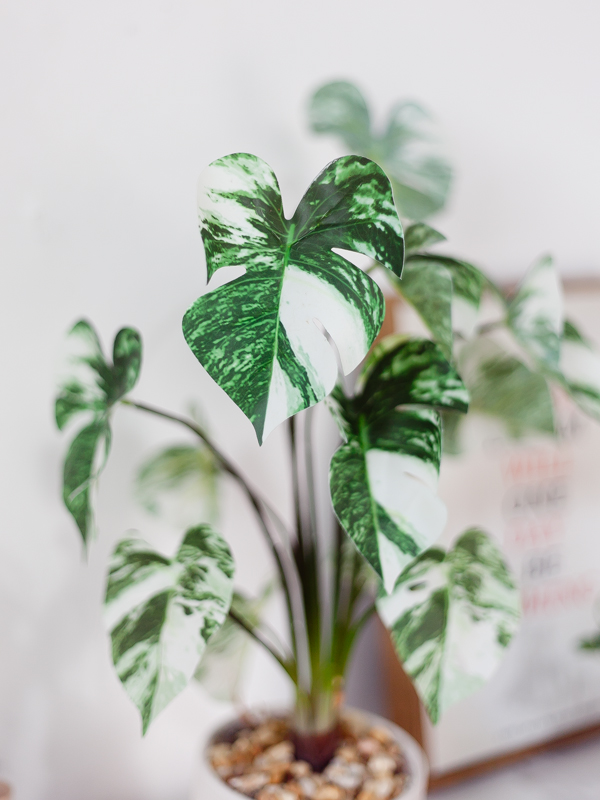 NC464 3 - Chậu cây monstera var albo giả để bàn