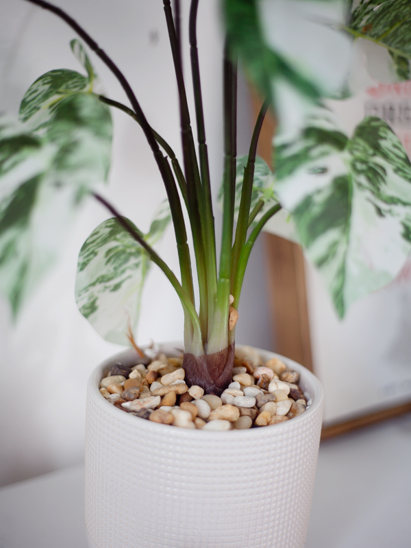 NC464 4 - Chậu cây monstera var albo giả để bàn