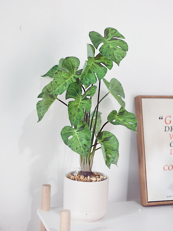 Chậu cây monstera mint giả để bàn