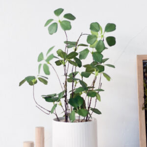 Chậu cây lạc tiên giả để bàn