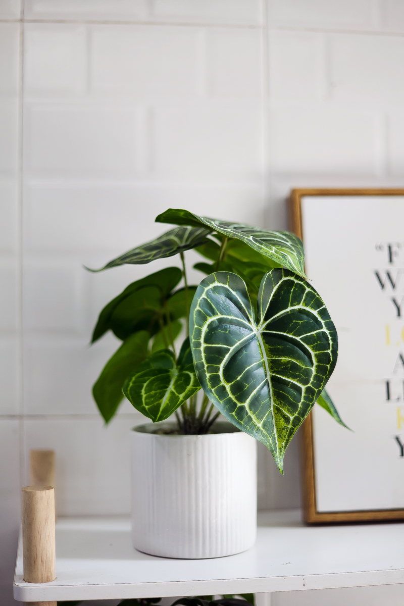 NC493 BC51 - Cây Anthurium Clarinervium để bàn