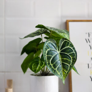 Cây Anthurium Clarinervium để bàn