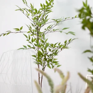 Cây nam thiên trúc giả 105 cm