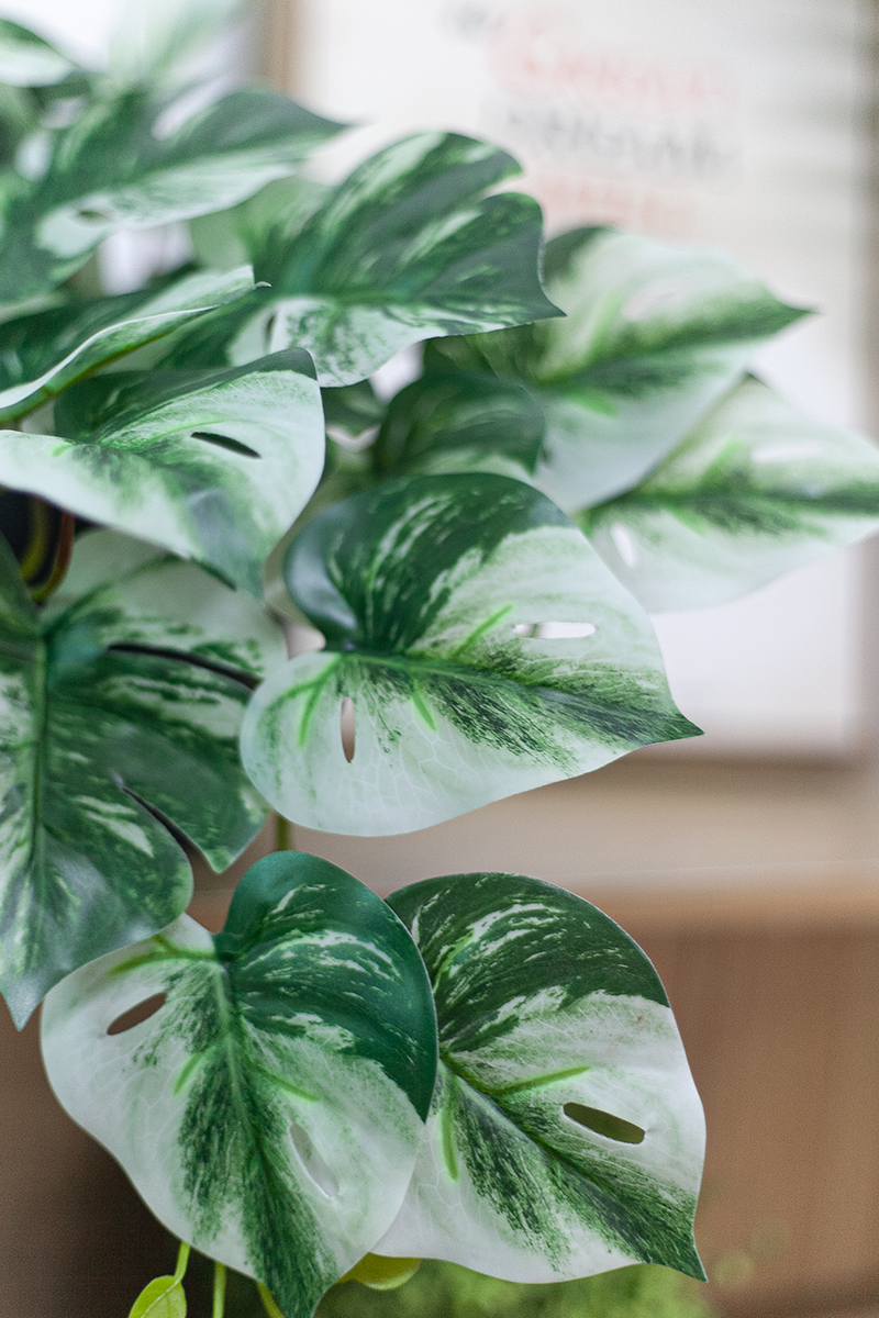 NC511 2 - Chậu cây monstera đột biến giả để bàn NC511 2 - Chậu cây monstera đột biến giả để bàn