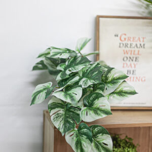 Chậu cây monstera đột biến giả để bàn