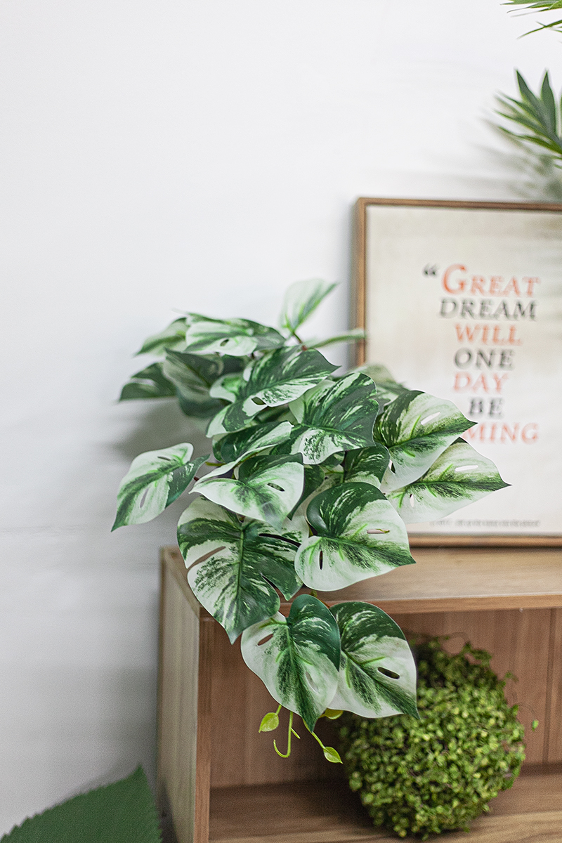 Chậu cây monstera đột biến giả để bàn