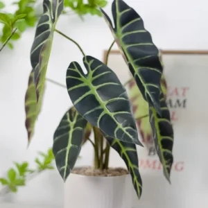 Chậu cây lá môn quan âm giả để bàn