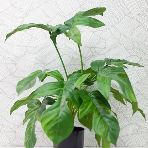 Cây trầu bà cánh én giả để bàn