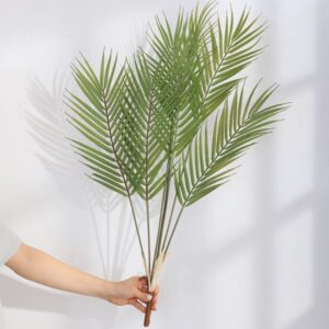 Cây Dừa Cảnh